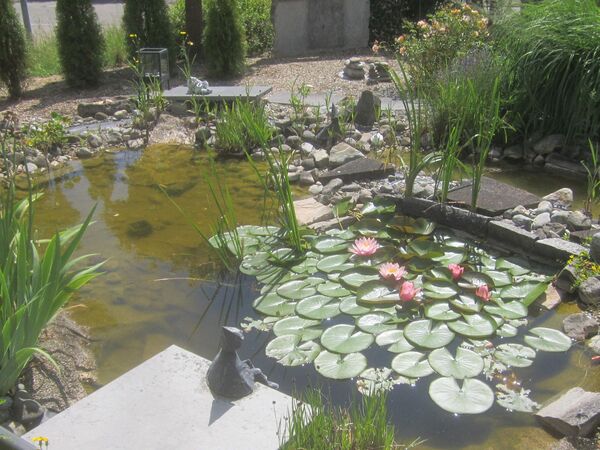 Wasser im Garten - Referenzbild
