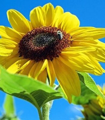 WIE WÄRE ES WENN...