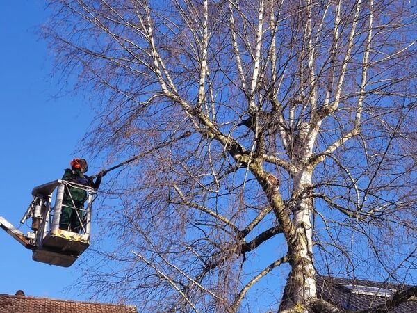 Gartenpflege Referenzbild