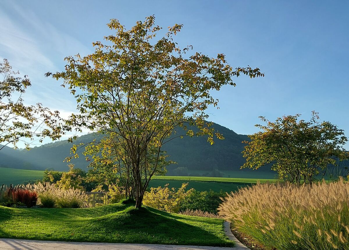 PFLANZUNGEN SCHENKEN UNS SCHÖNHEIT, RUHE UND EIN GESUNDES UMFELD.